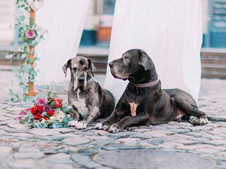 Cane al matrimonio