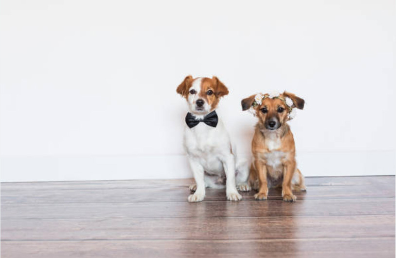 canini simpatici con papillon e cproncina di fiori ad un matrimonio